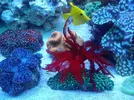[TodoMarino.com] Continuacion superminireef