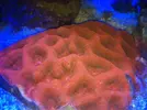 [TodoMarino.com] Continuacion superminireef