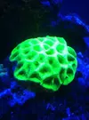 [TodoMarino.com] Continuacion superminireef