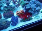 [TodoMarino.com] Continuacion superminireef