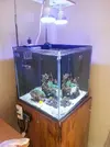 [TodoMarino.com] Poner aquí la foto de vuestro acuario...