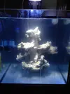 [TodoMarino.com] Blanco´s Reef