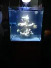[TodoMarino.com] Blanco´s Reef