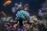 [TodoMarino.com] mixifu reef