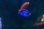 [TodoMarino.com] mixifu reef