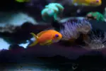 [TodoMarino.com] mixifu reef