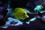 [TodoMarino.com] mixifu reef