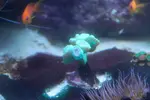 [TodoMarino.com] mixifu reef