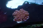 [TodoMarino.com] mixifu reef