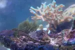 [TodoMarino.com] mixifu reef