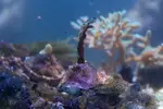 [TodoMarino.com] mixifu reef