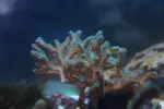 [TodoMarino.com] mixifu reef