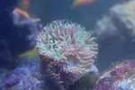[TodoMarino.com] mixifu reef