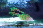 [TodoMarino.com] mixifu reef