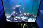 [TodoMarino.com] mixifu reef