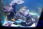 [TodoMarino.com] mixifu reef