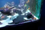 [TodoMarino.com] mixifu reef