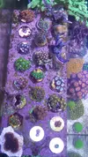 [TodoMarino.com] Corales blandos,LPS y SPS en Tenerife