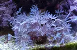 [TodoMarino.com] Corales blandos,LPS y SPS en Tenerife