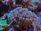 [TodoMarino.com] Corales blandos,LPS y SPS en Tenerife