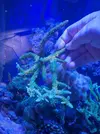 [TodoMarino.com] Acro verde