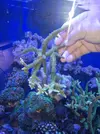 [TodoMarino.com] Acro verde
