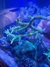 [TodoMarino.com] Acro verde