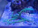 [TodoMarino.com] Acro verde