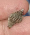 [TodoMarino.com] Identificación de caracol