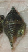 [TodoMarino.com] Identificación de caracol