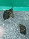 [TodoMarino.com] Identificación de caracol