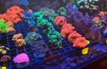 [TodoMarino.com] Vendo varias fichas con Leptoseris JACK O LANTERN, Red Hot BLASTOMUSSA WELLSI, Pavona Cactus, Stylophora MILKA, Rhodactis Forest Fire, etc Alcalá de