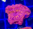 [TodoMarino.com] Vendo varias fichas con Leptoseris JACK O LANTERN, Red Hot BLASTOMUSSA WELLSI, Pavona Cactus, Stylophora MILKA, Rhodactis Forest Fire, etc Alcalá de