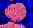 [TodoMarino.com] Vendo varias fichas con Leptoseris JACK O LANTERN, Red Hot BLASTOMUSSA WELLSI, Pavona Cactus, Stylophora MILKA, Rhodactis Forest Fire, etc Alcalá de
