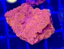 [TodoMarino.com] Vendo varias fichas con Leptoseris JACK O LANTERN, Red Hot BLASTOMUSSA WELLSI, Pavona Cactus, Stylophora MILKA, Rhodactis Forest Fire, etc Alcalá de