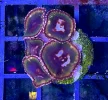 [TodoMarino.com] Vendo varias fichas con Leptoseris JACK O LANTERN, Red Hot BLASTOMUSSA WELLSI, Pavona Cactus, Stylophora MILKA, Rhodactis Forest Fire, etc Alcalá de
