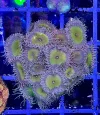 [TodoMarino.com] Vendo varias fichas con Leptoseris JACK O LANTERN, Red Hot BLASTOMUSSA WELLSI, Pavona Cactus, Stylophora MILKA, Rhodactis Forest Fire, etc Alcalá de