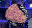 [TodoMarino.com] Vendo varias fichas con Leptoseris JACK O LANTERN, Red Hot BLASTOMUSSA WELLSI, Pavona Cactus, Stylophora MILKA, Rhodactis Forest Fire, etc Alcalá de