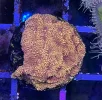[TodoMarino.com] Vendo varias fichas con Leptoseris JACK O LANTERN, Red Hot BLASTOMUSSA WELLSI, Pavona Cactus, Stylophora MILKA, Rhodactis Forest Fire, etc Alcalá de