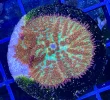 [TodoMarino.com] Vendo varias fichas con Leptoseris JACK O LANTERN, Red Hot BLASTOMUSSA WELLSI, Pavona Cactus, Stylophora MILKA, Rhodactis Forest Fire, etc Alcalá de