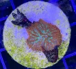 [TodoMarino.com] Vendo varias fichas con Leptoseris JACK O LANTERN, Red Hot BLASTOMUSSA WELLSI, Pavona Cactus, Stylophora MILKA, Rhodactis Forest Fire, etc Alcalá de