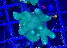 [TodoMarino.com] Vendo varias fichas con Leptoseris JACK O LANTERN, Red Hot BLASTOMUSSA WELLSI, Pavona Cactus, Stylophora MILKA, Rhodactis Forest Fire, etc Alcalá de