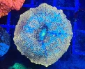 [TodoMarino.com] Vendo varias fichas con Leptoseris JACK O LANTERN, Red Hot BLASTOMUSSA WELLSI, Pavona Cactus, Stylophora MILKA, Rhodactis Forest Fire, etc Alcalá de