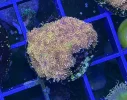 [TodoMarino.com] Vendo varias fichas con Leptoseris JACK O LANTERN, Red Hot BLASTOMUSSA WELLSI, Pavona Cactus, Stylophora MILKA, Rhodactis Forest Fire, etc Alcalá de