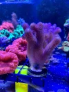[TodoMarino.com] Vendo varias fichas con Leptoseris JACK O LANTERN, Red Hot BLASTOMUSSA WELLSI, Pavona Cactus, Stylophora MILKA, Rhodactis Forest Fire, etc Alcalá de
