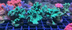 [TodoMarino.com] Vendo varias fichas con Leptoseris JACK O LANTERN, Red Hot BLASTOMUSSA WELLSI, Pavona Cactus, Stylophora MILKA, Rhodactis Forest Fire, etc Alcalá de