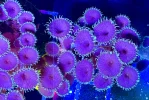 [TodoMarino.com] Vendo varias fichas con Leptoseris JACK O LANTERN, Red Hot BLASTOMUSSA WELLSI, Pavona Cactus, Stylophora MILKA, Rhodactis Forest Fire, etc Alcalá de