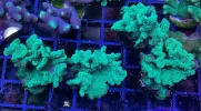 [TodoMarino.com] Vendo varias fichas con Leptoseris JACK O LANTERN, Red Hot BLASTOMUSSA WELLSI, Pavona Cactus, Stylophora MILKA, Rhodactis Forest Fire, etc Alcalá de