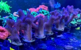 [TodoMarino.com] Vendo varias fichas con Leptoseris JACK O LANTERN, Red Hot BLASTOMUSSA WELLSI, Pavona Cactus, Stylophora MILKA, Rhodactis Forest Fire, etc Alcalá de