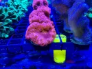 [TodoMarino.com] Vendo varias fichas con Leptoseris JACK O LANTERN, Red Hot BLASTOMUSSA WELLSI, Pavona Cactus, Stylophora MILKA, Rhodactis Forest Fire, etc Alcalá de